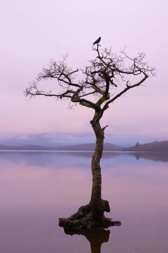 lone tree, Scotland, Balmaha