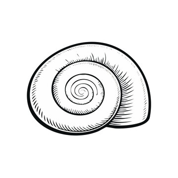 Black and white illustration of a coiled snail shell with visible texture lines.