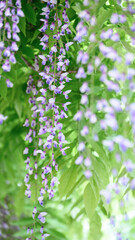 Fototapeta premium Purple Wisteria Blossoms Hanging in Fresh Greenery