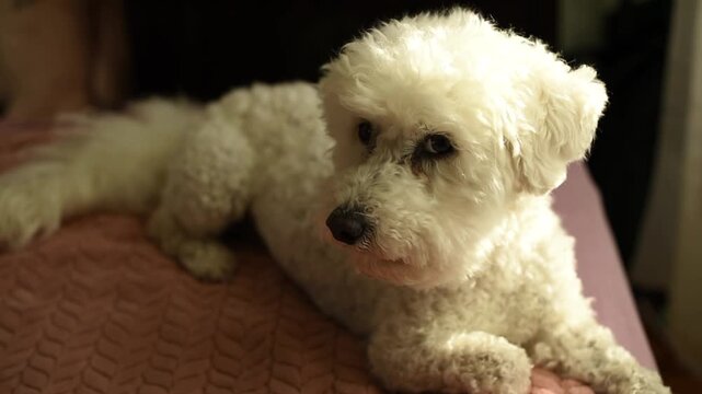 A white Bichon Frise dog lies on a pink textured surface in a Paris apartment. Video player interface elements are visible at the bottom of the frame.