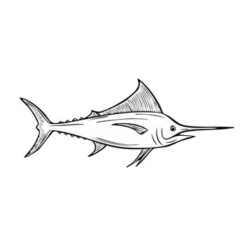 Elegant Marlin Swordfish Hand Drawn Sketch Artistic Illustration