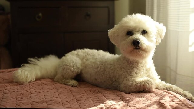 A white Bichon Frise dog lies on a textured bedspread in a Parisian apartment. Video player interface elements are visible at the bottom of the frame.