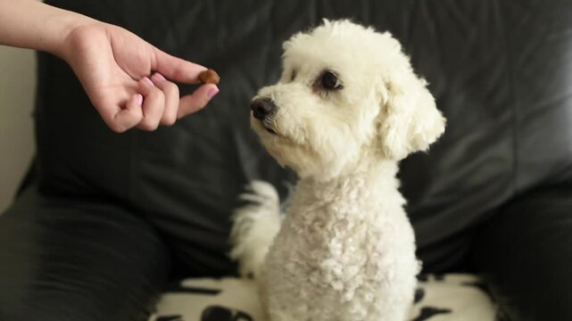 A person holds a small brown treat toward a white Bichon Frise dog sitting on a dark sofa in Paris. Video player interface elements are visible at the bottom.