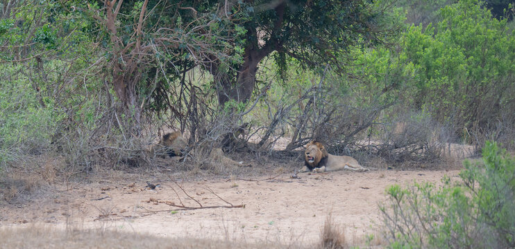 Lion in the bush of Kruger National Park South Africa