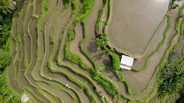 Aerial view of Tegalalang Rice Terrace featuring curving green paddies and water-filled fields with people walking on paths in Tegalalang, Bali, Indonesia.
