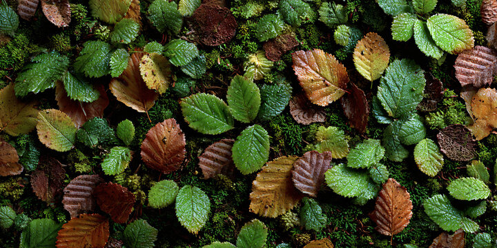Forest Floor Tapestry with Leaf Litter and Moss