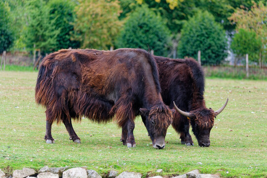 Two Yaks Grazing Side by Side on Grass