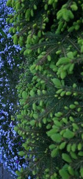 background , fir-tree with young spouts, nature , wood, green