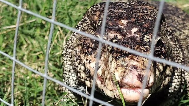 Close-up of a large lizard resting on green grass behind a wire fence mouth is slightly open, showing a pink tongue and teeth.