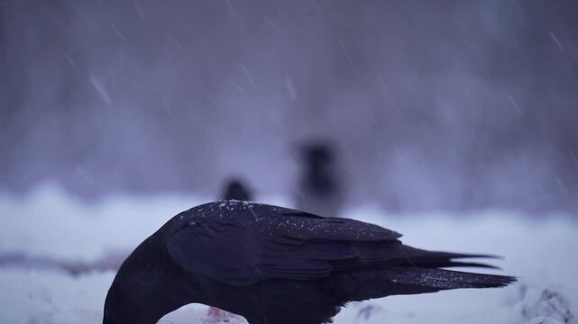 The raven feeds on the remains of dead animals in winter. Snowcovered forest environment with bird scavenging for food quietly. Bird scavenger forages for leftovers beneath bleak Selective focus.