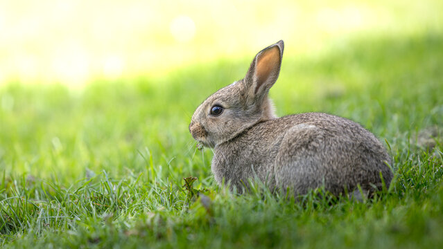 Soft fur covers a young rabbit resting in vibrant grass