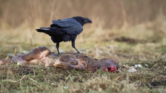 A raven feeds on a dead calf carcass. Survival in the wild Lone avian searches through expansive meadows for nourishment during cold months. Solitary bird explores broad grassy Selective focus.