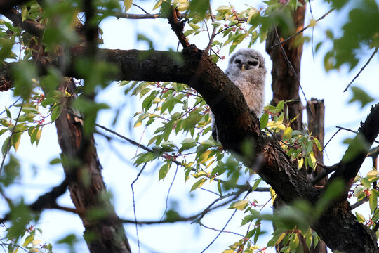 Barred owlet on branch