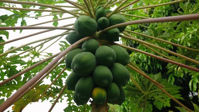 Green papaya fruit growing on a tropical tree in a lush green vietnamese garden