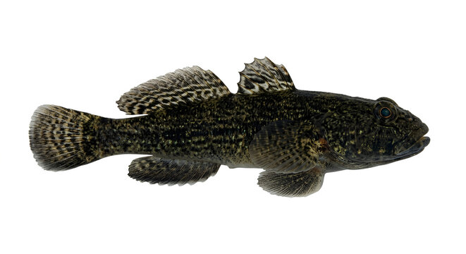 Black Sea round goby isolated on white background, Neogobius melanostomus bottom-dwelling fish side view