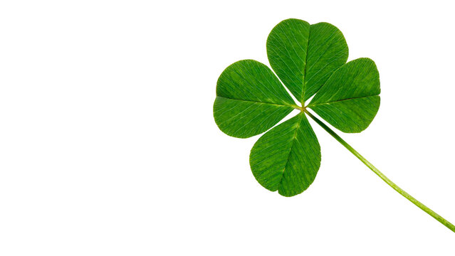 A lucky green four leaf clover plant symbol of good fortune isolated on transparent background