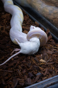 A ball python in its enclosure killing a white rat_vertical.