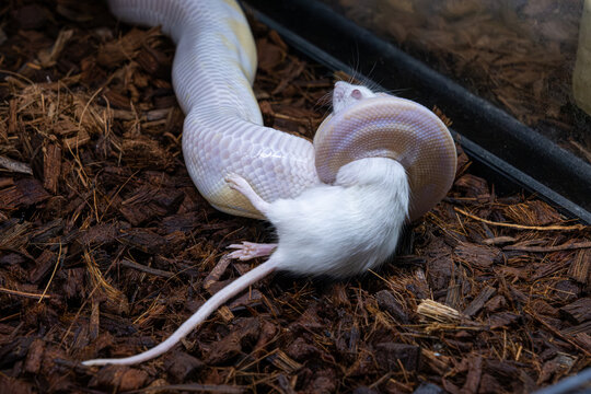 A ball python in its enclosure killing a white rat.