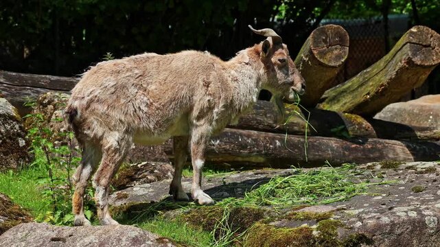 Turkmenian markhor, Capra falconeri heptneri. The name of this species comes from the shape of horns, twisting like a corkscrew or screw. Markhor is one of the symbols of Pakistan