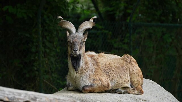 Turkmenian markhor, Capra falconeri heptneri. The name of this species comes from the shape of horns, twisting like a corkscrew or screw. Markhor is one of the symbols of Pakistan
