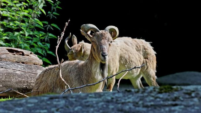 Turkmenian markhor, Capra falconeri heptneri. The name of this species comes from the shape of horns, twisting like a corkscrew or screw. Markhor is one of the symbols of Pakistan