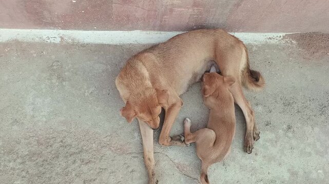 Mother dog nursing her puppy on the ground