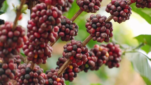Close up of ripe robusta coffee cherries growing on a branch. Red and dark berries ready for harvest on a coffee farm in vietnam