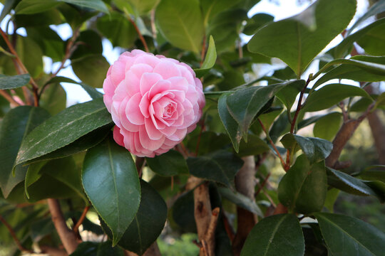 Splendido fiore di camelia rosa brillante in piena fioritura circondato da foglie verdi lucide nel giardino botanico in primavera