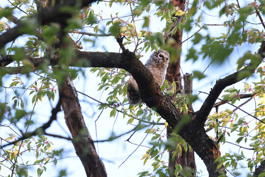 baby owlet