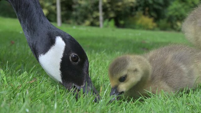 Canada Goose (Branta canadensis) young goslings and an adult sitting on a lawn eating the grass. May, Kent, UK [Half speed]