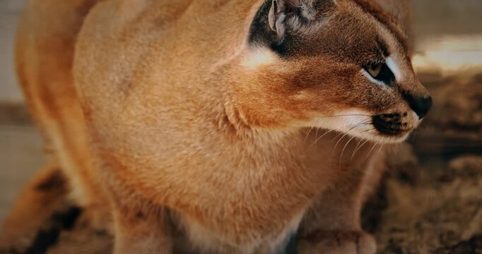Caracal savoring meat in natural habitat, close-up shot
