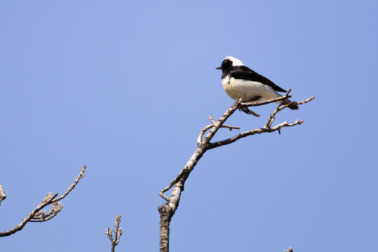 Male Cyprus wheatear perched on a bare branch against blue sky in spring (Oenanthe cypriaca)