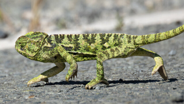 Common chameleon walking on dry gravel ground in Cyprus springtime (Chamaeleo chamaeleon)