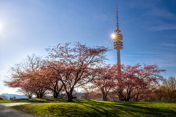 Obraz premium Kirschblüten im Olympiapark München zum Sonnenuntergang