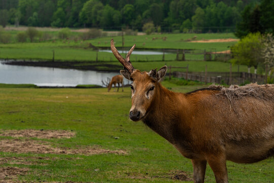 animal, pets, domestic, nature, wildlife, mammal, cute, adorable, fluffy, fur, fauna, zoo, wildlife photography, animal lover, animal portrait, outdoors, nature, fauna, zoo, wildlife photography, crea