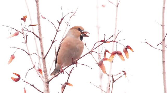 Hawfinch bird taking and chewing maple seed on branch