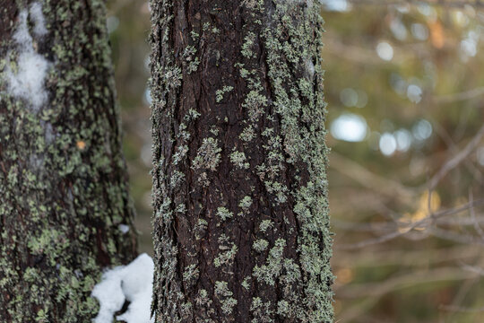 dettaglio della corteccia umida e coperta in buona parte da licheni di un albero di pino marittimo 