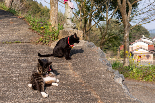 Two Cats with Red Collars Resting on Stone Path Near Jizo Statue