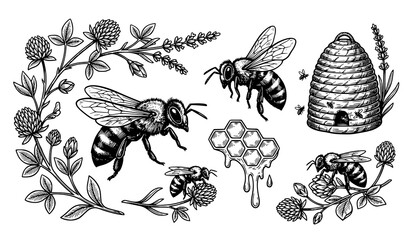 Hand Drawn Bee and Honey Hive Engraved Vector Illustration for Organic Branding Design © Sabbir