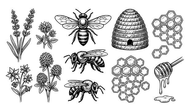 Vintage Bee Honey Hive Engraving Vector Illustration with Beekeeping Line Art Elements