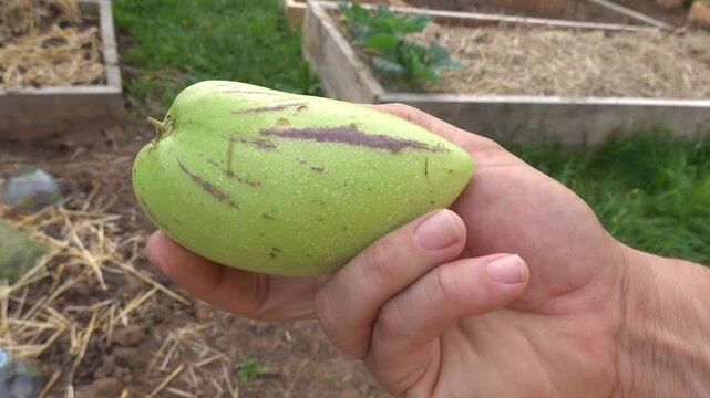 Farmer holding a ripe pepino melon fruit during harvest