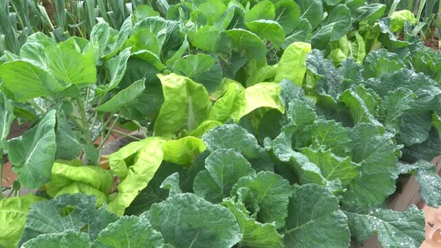 Leafy greens growing in concrete block raised garden bed