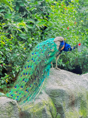Obraz premium Vibrant Male Peacock Preening on a Rock with Long Tail Feathers and Blurred Green Background