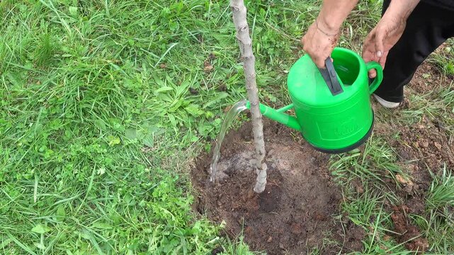 Gardener watering a young fruit tree sapling in the orchard