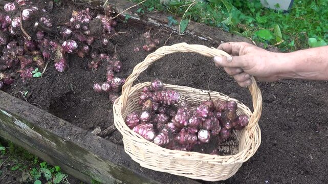 Farmer harvesting fresh jerusalem artichokes in a garden