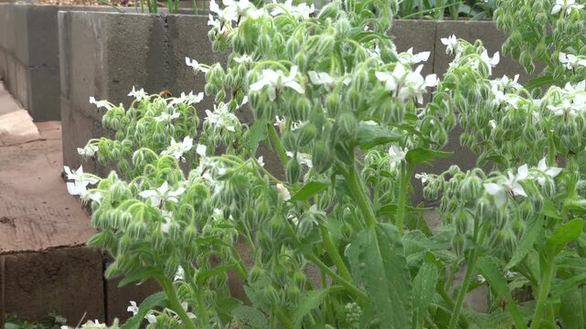 Bumblebee pollinating white borage flowers in garden