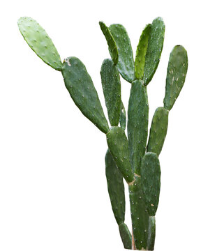 Cacrtus tree on transparent background, real close up decorate green leaf tree isolate die cut png file