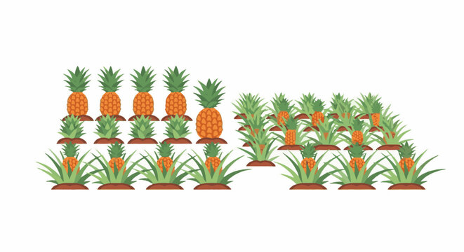 Illustration of a pineapple farm with ripe fruit growing in rows