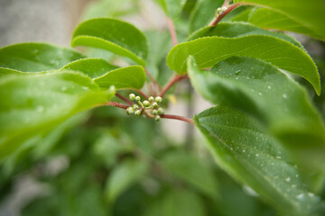 Obraz premium Close-up of Green Hardy Kiwi Flower Buds with Water Droplets