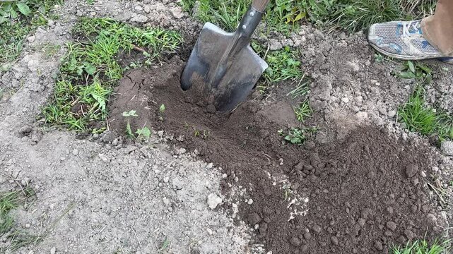 Uncovering a molehill entrance using a shovel in the backyard.